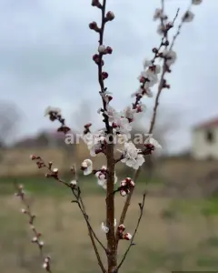Torpaq sahəsi Satılır