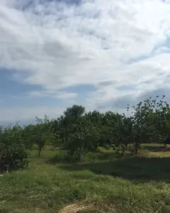 Həyət/Bağ Evi, Villa Satılır